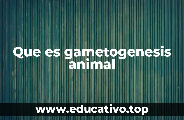 Que es gametogenesis animal