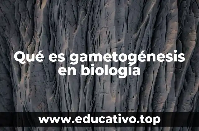 Qué es gametogénesis en biología