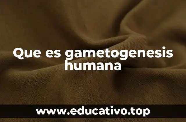 Que es gametogenesis humana