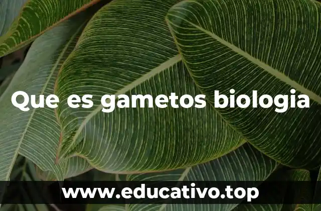 Que es gametos biologia