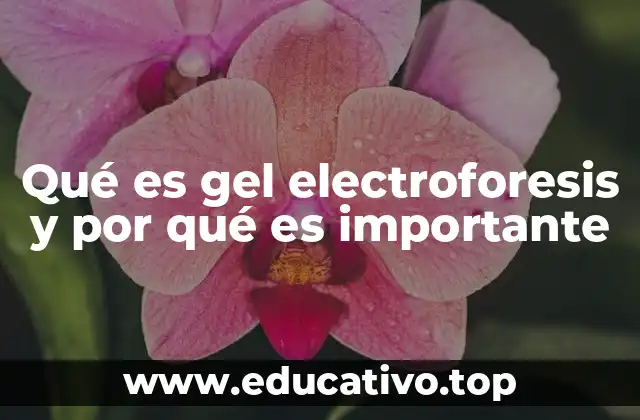 Qué es gel electroforesis y por qué es importante