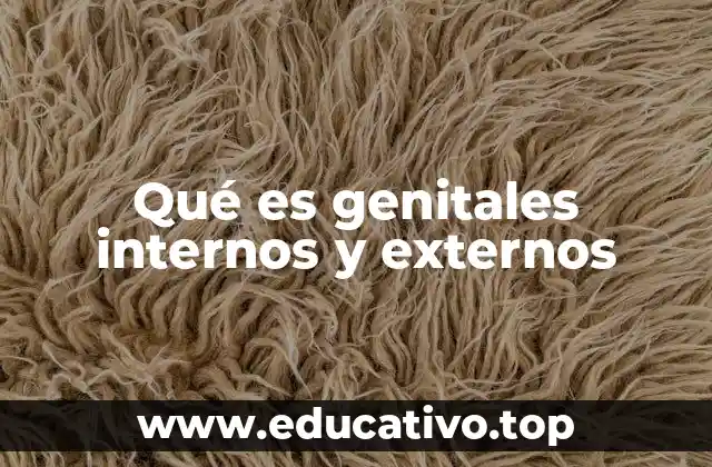 La importancia de entender la anatomía genital