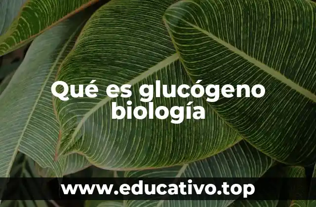 Qué es glucógeno biología