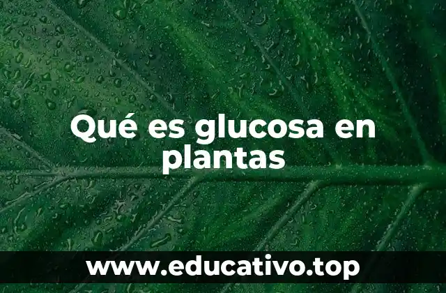 Qué es glucosa en plantas