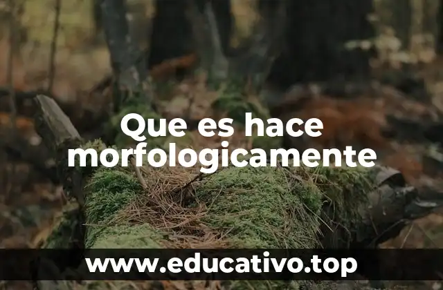 Que es hace morfologicamente