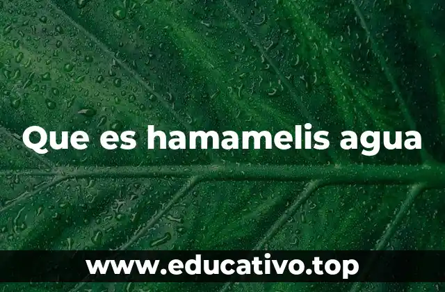 Que es hamamelis agua