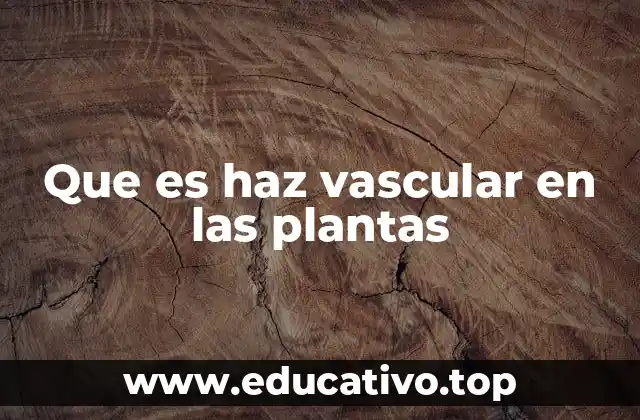 Que es haz vascular en las plantas