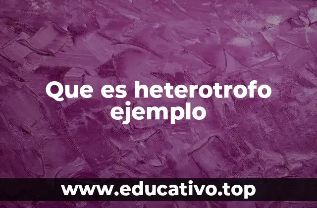 Que es heterotrofo ejemplo