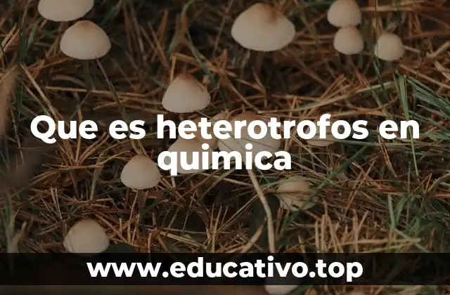 La importancia de los heterótrofos en los ciclos biogeoquímicos