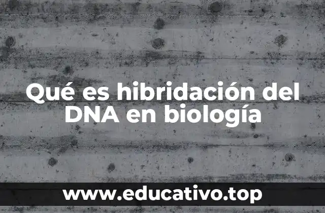 Qué es hibridación del DNA en biología