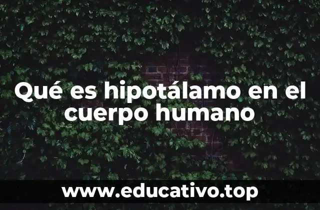 Qué es hipotálamo en el cuerpo humano