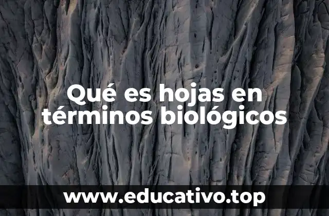 Qué es hojas en términos biológicos