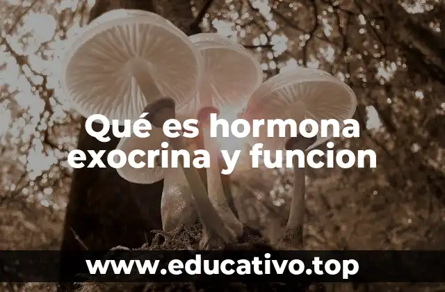 Qué es hormona exocrina y funcion