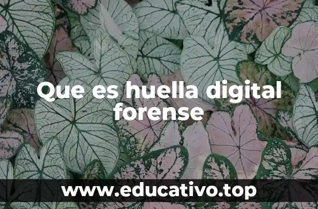 Que es huella digital forense