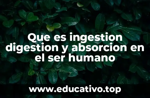 Que es ingestion digestion y absorcion en el ser humano