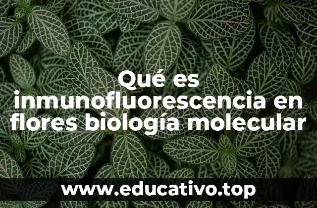 Qué es inmunofluorescencia en flores biología molecular