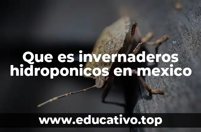 Que es invernaderos hidroponicos en mexico