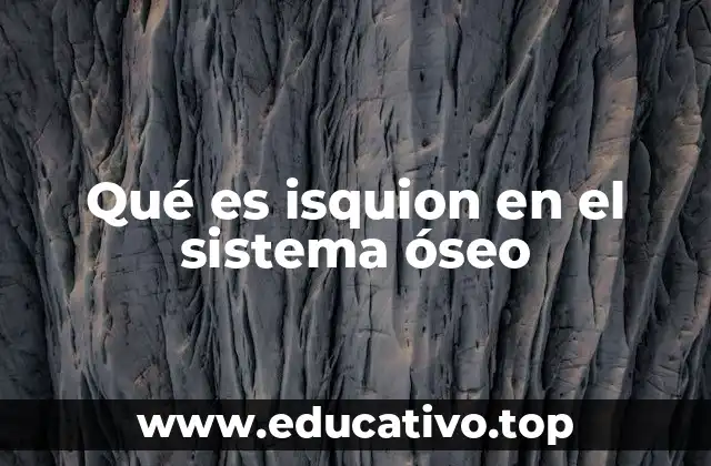 Qué es isquion en el sistema óseo
