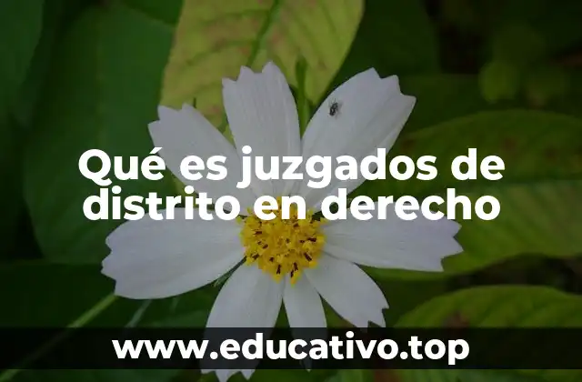 Qué es juzgados de distrito en derecho