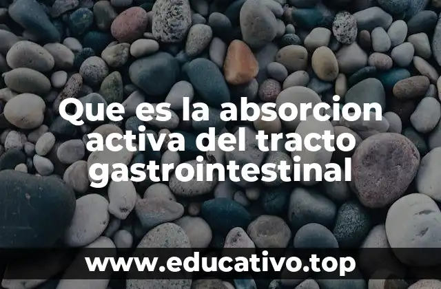El rol del epitelio intestinal en el transporte de nutrientes