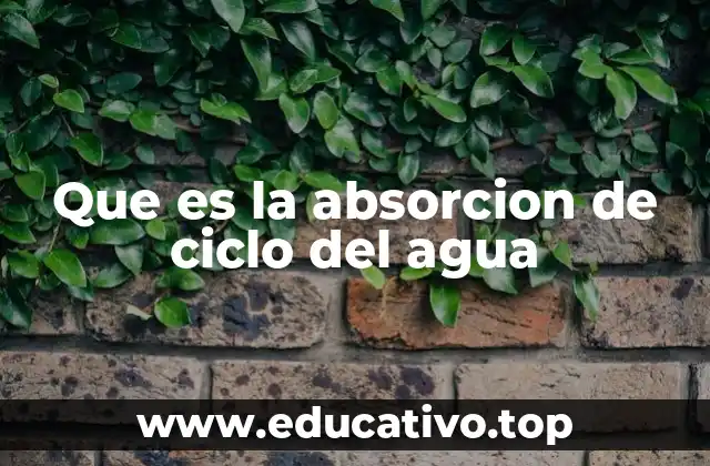 Que es la absorcion de ciclo del agua