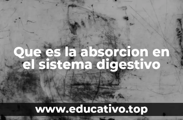 Que es la absorcion en el sistema digestivo