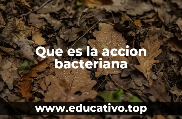 Que es la accion bacteriana