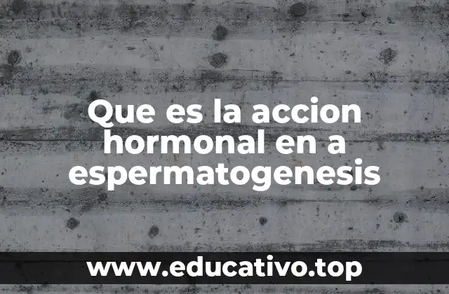 Que es la accion hormonal en a espermatogenesis