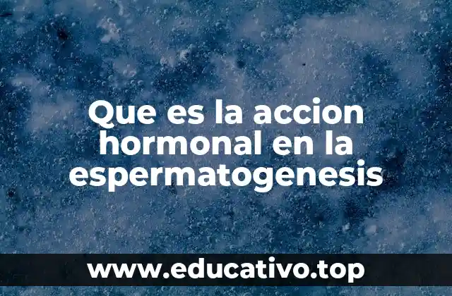 Que es la accion hormonal en la espermatogenesis