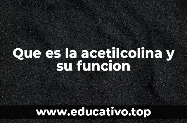 Que es la acetilcolina y su funcion