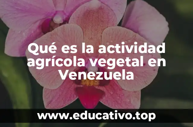 Qué es la actividad agrícola vegetal en Venezuela