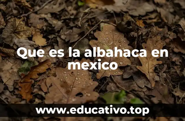 Que es la albahaca en mexico