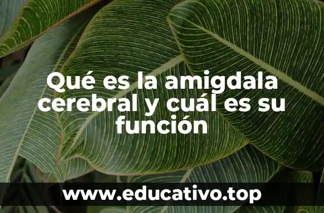Qué es la amigdala cerebral y cuál es su función