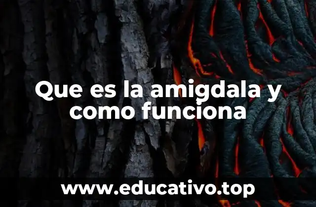 Que es la amigdala y como funciona