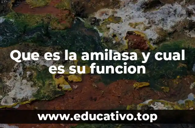 El rol de la amilasa en el proceso digestivo humano