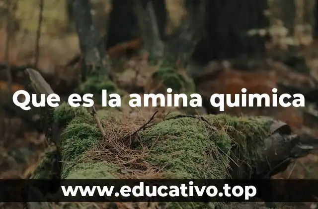 Que es la amina quimica