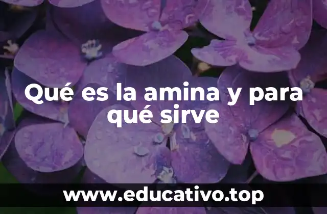 Qué es la amina y para qué sirve