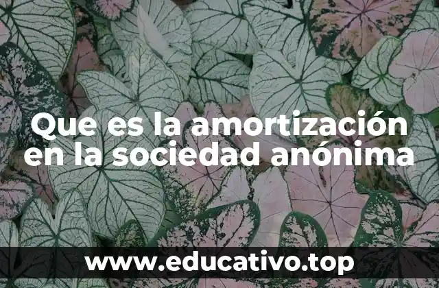Que es la amortización en la sociedad anónima
