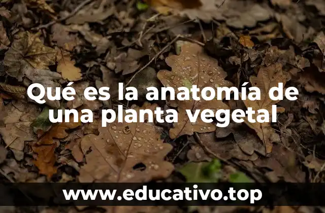 Qué es la anatomía de una planta vegetal
