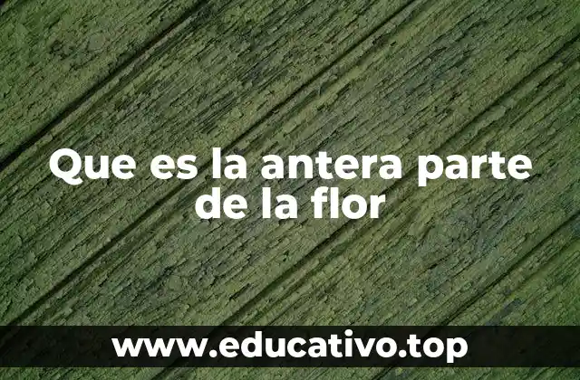 Que es la antera parte de la flor