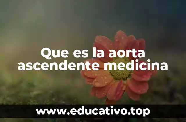 Estructura y función de la aorta ascendente