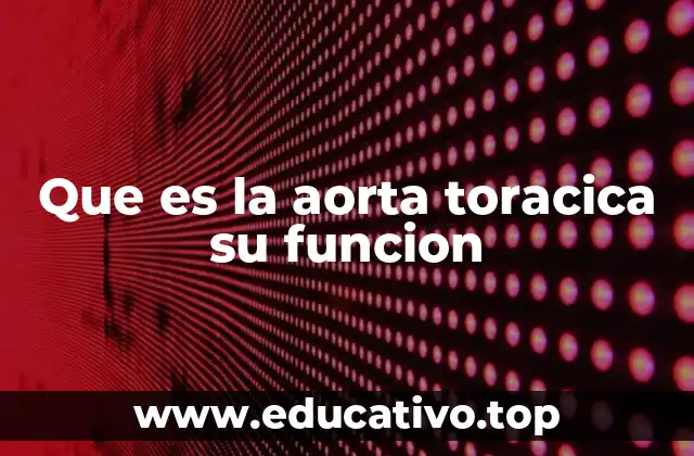 Que es la aorta toracica su funcion