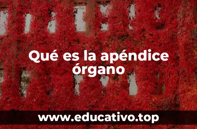 Qué es la apéndice órgano