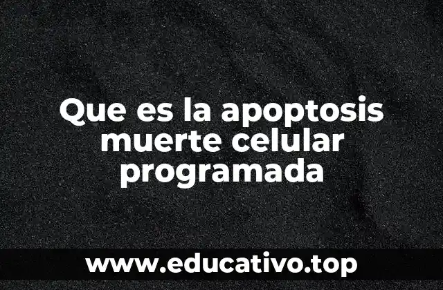 Que es la apoptosis muerte celular programada