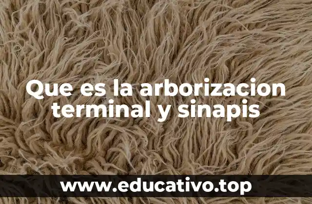 Que es la arborizacion terminal y sinapis