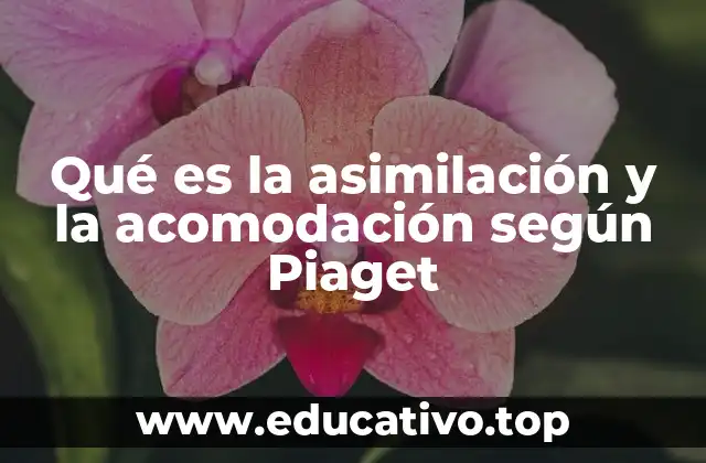 Qué es la asimilación y la acomodación según Piaget