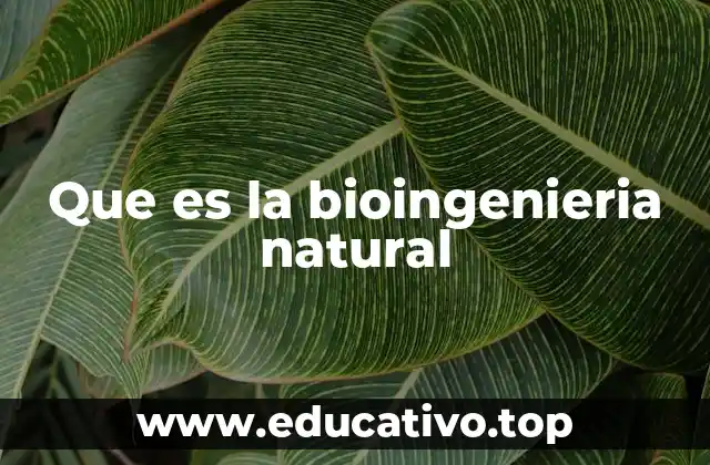 Cómo la naturaleza inspira soluciones ingenieriles