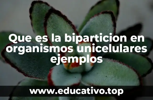 Que es la biparticion en organismos unicelulares ejemplos