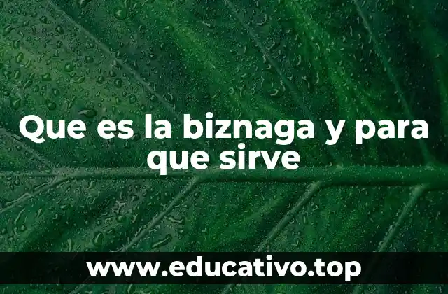 Que es la biznaga y para que sirve