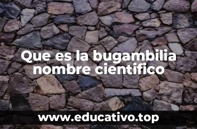 Que es la bugambilia nombre cientifico